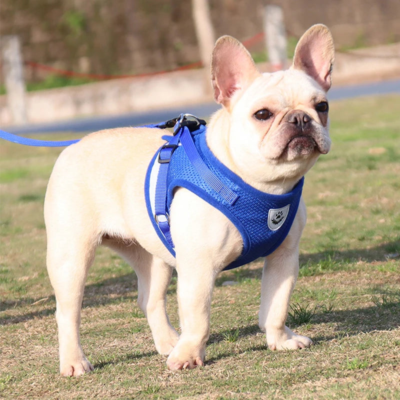 Small Medium Dogs Cat Harnesses