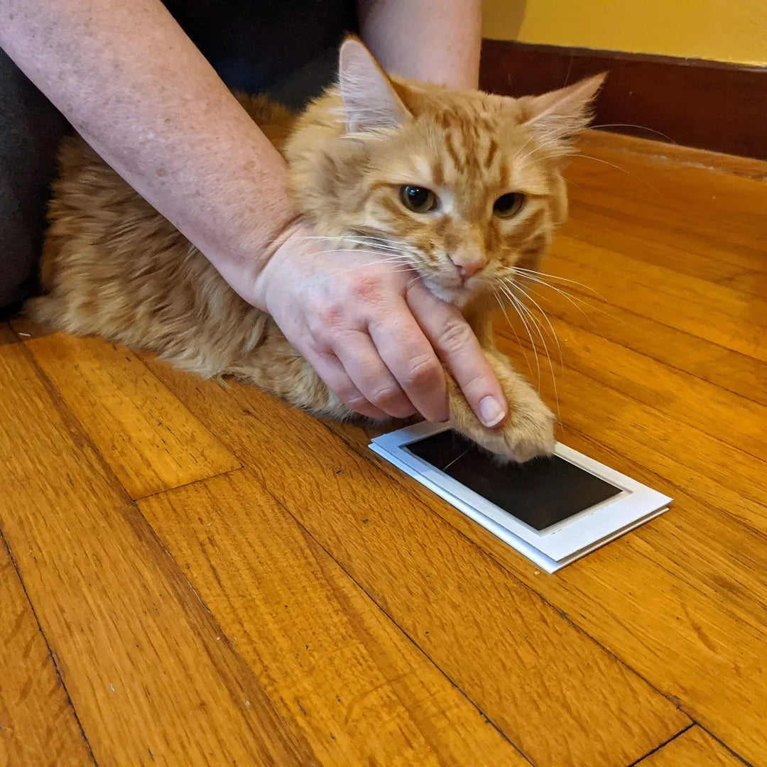 Paw Print kit