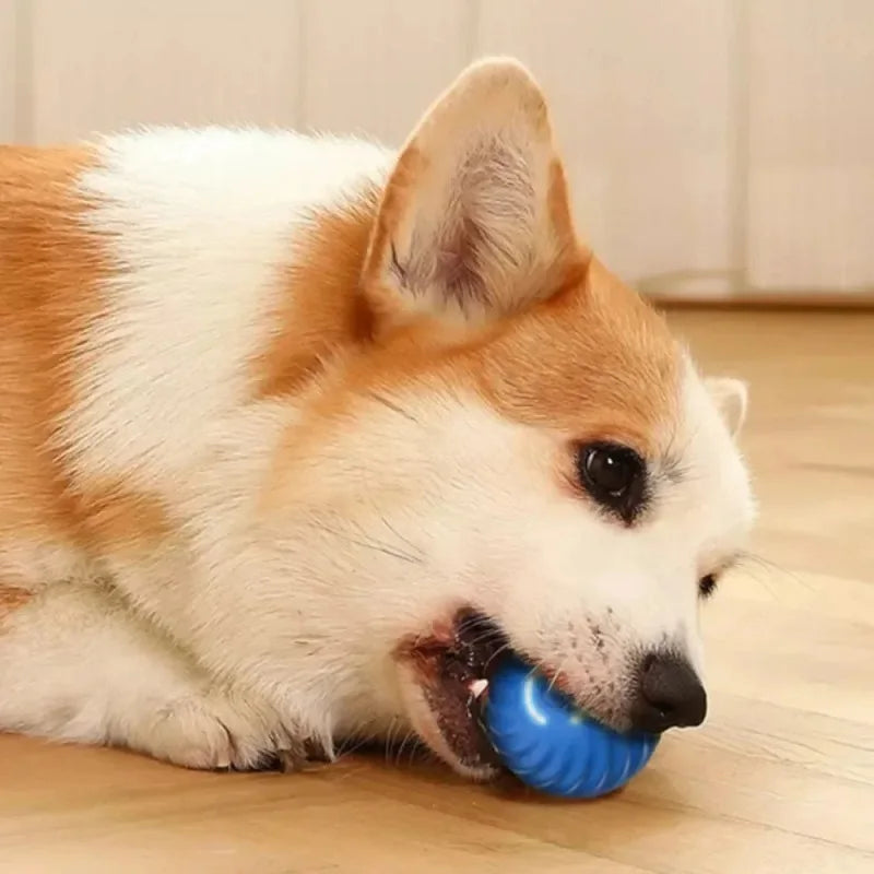 dog automatic ball