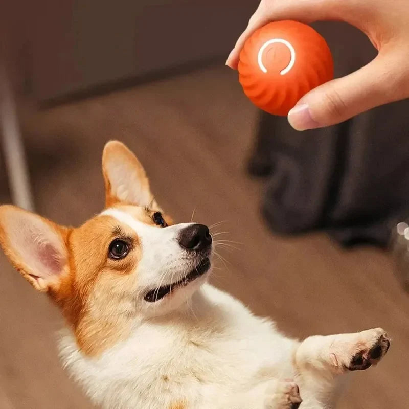 dog automatic ball